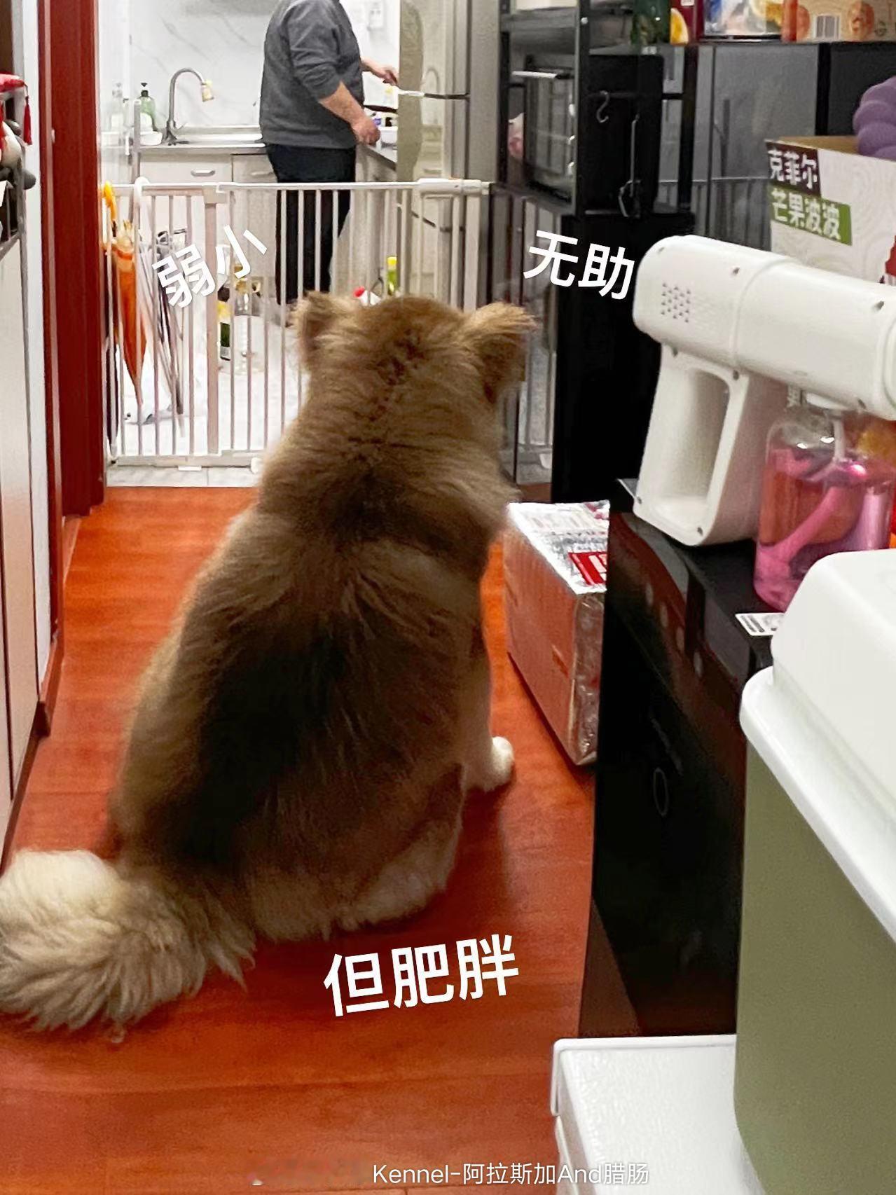 阿拉斯加的婴儿肥[哈哈][哈哈]肥的有点过分【客户回访】上海 ​​​