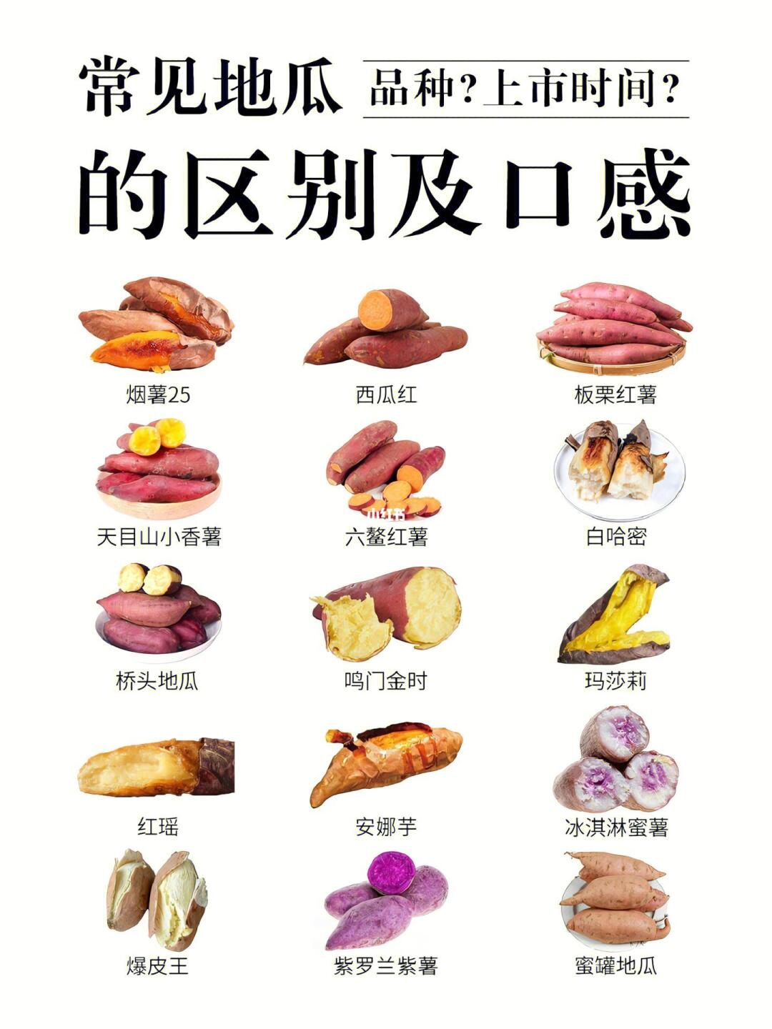 挖宝！20种地瓜品种图鉴 口感+上市时间全