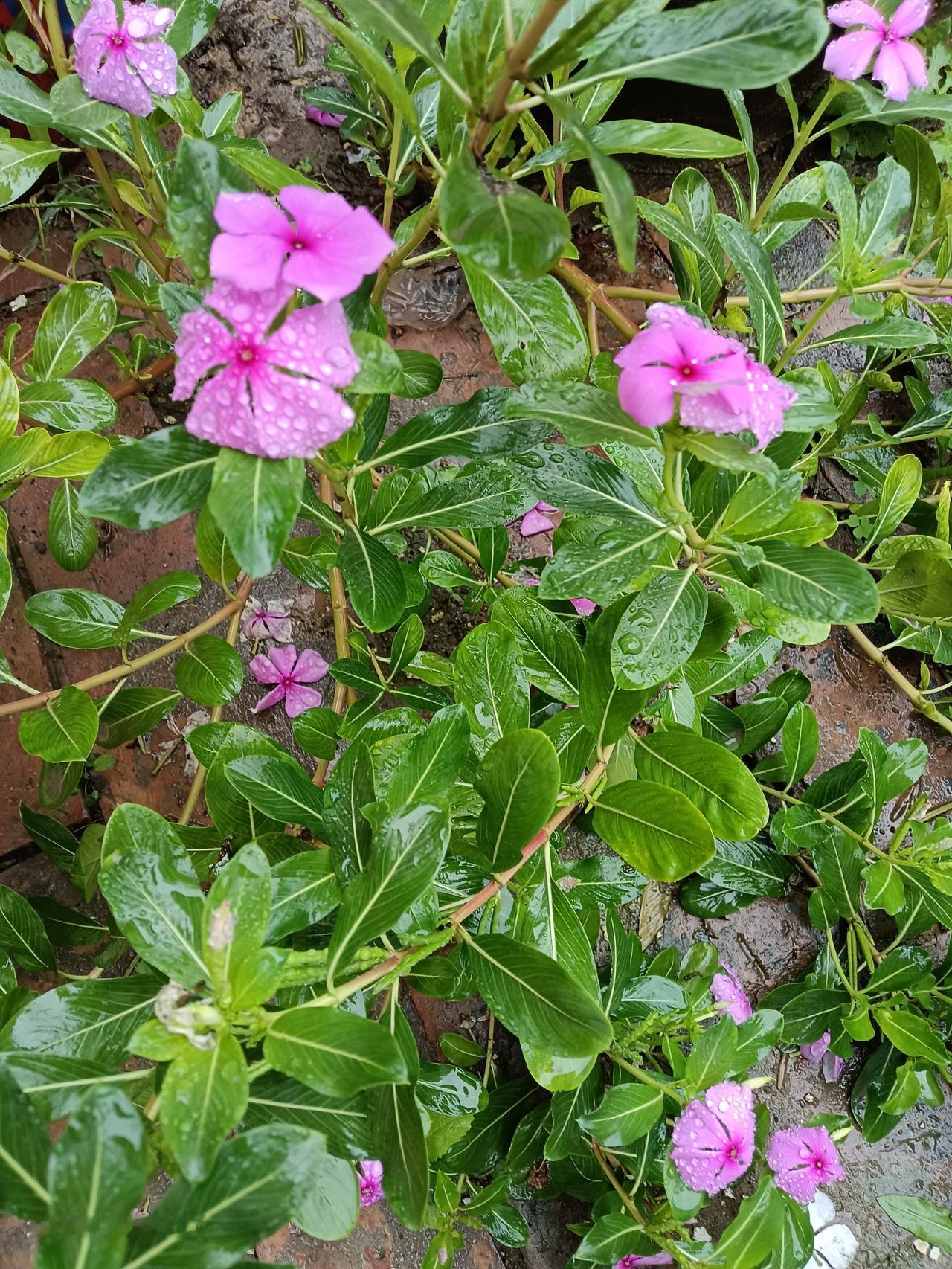 长相思    作于2025年中秋节
秋风寒，雨绵绵，双节重逢月儿圆，云遮赏月难。