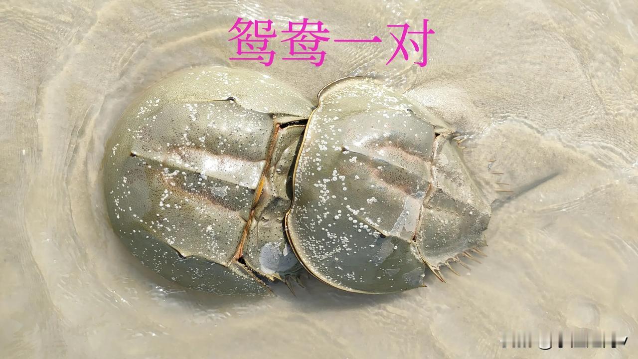 哈喽，大家好！我是小渔！在国庆节期间，来海边游玩时，碰到这种动物，千万不要捡哦！