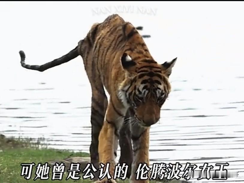 任凭你是森林之王，依旧会有英雄迟暮的那天