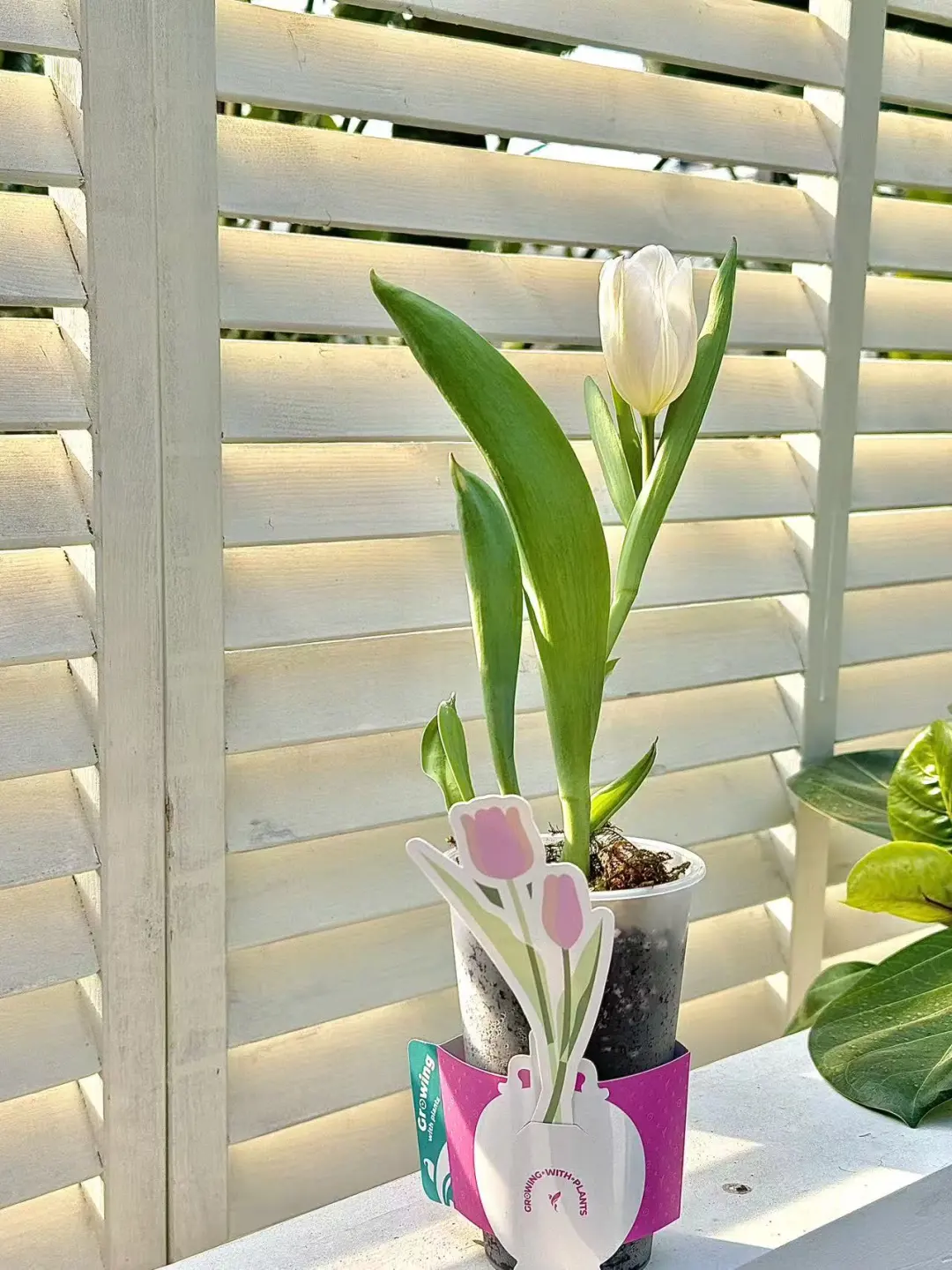 是谁的郁金香这么亭亭玉立？