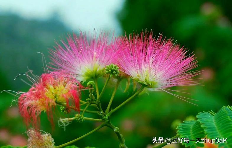 《夜合欢》
——明・李东阳
夜合枝头别有春，
坐含风露入清晨。
任他明月能相照，