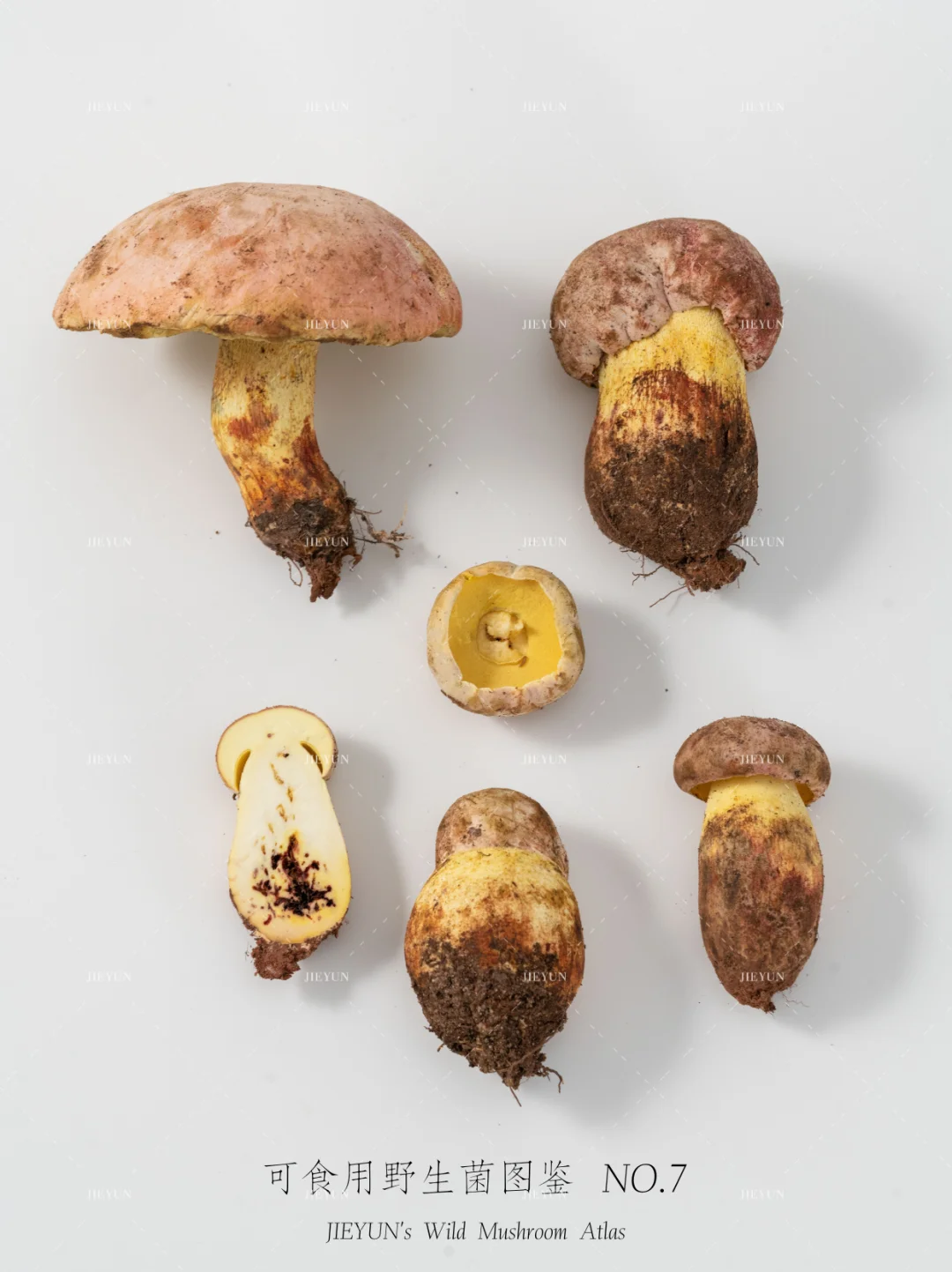 可食用野生菌图鉴NO.7 | 见手青（白葱）