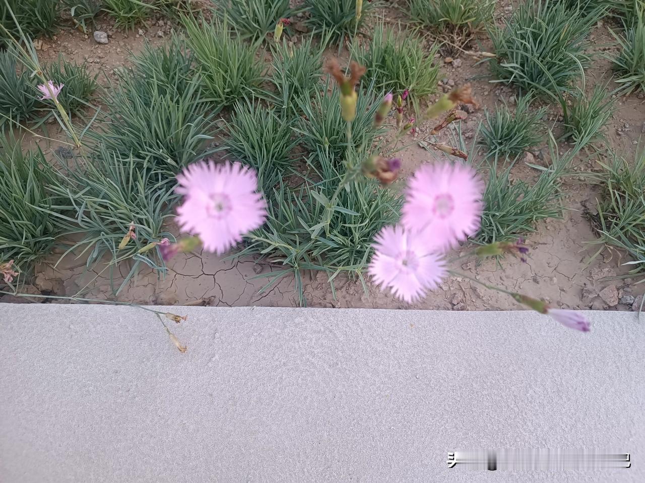 花花世界