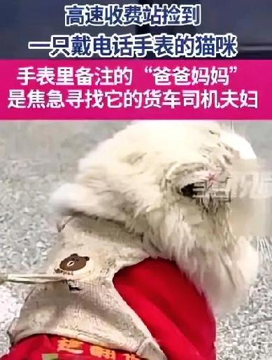 最近，杭绍甬高速崧厦站的收费员徐雅洁在出口匝道旁边，发现了一只特别的小猫——它居