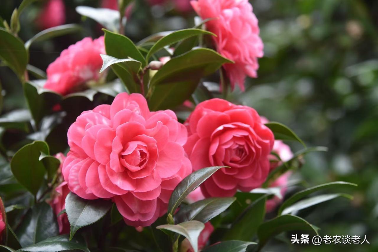 我要上精选-全民写作大赛我在参加【我要上精选】写作大赛，快为我的作品点赞，助我成