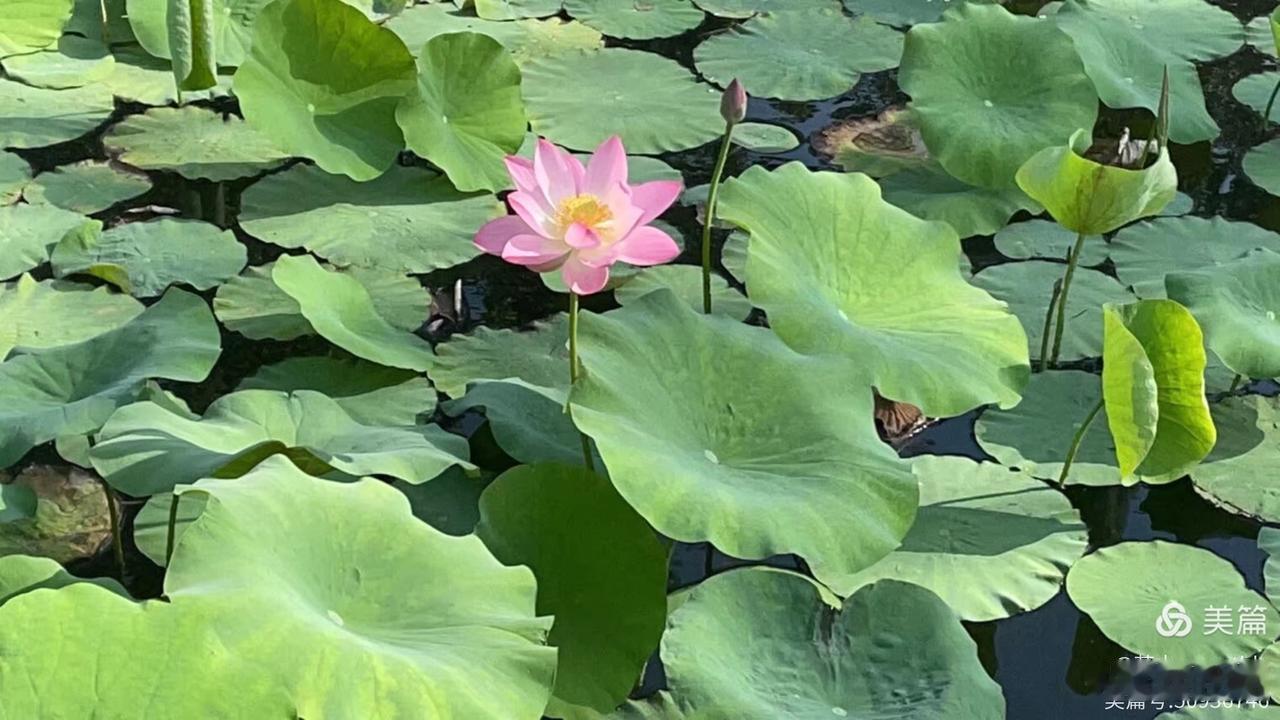 【鹧鸪天•紫燕携风过绿池】
紫燕携风过绿池，莲摇叶动影迷离。
蜻蜓早立尖尖角，布