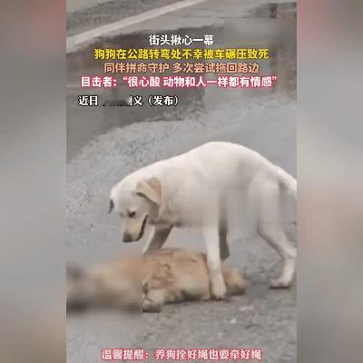 狗狗被碾死后同伴疯狂拖拽，这幕让全网泪崩！
 
12月29日，贵州遵义街头，一只