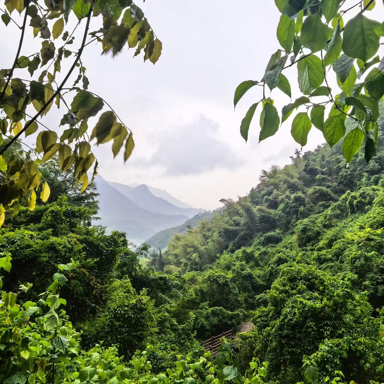 枝叶温柔地框住一整个山谷，漫山的绿意顺着层叠的山峦，一路铺向朦胧的远方。
薄雾轻