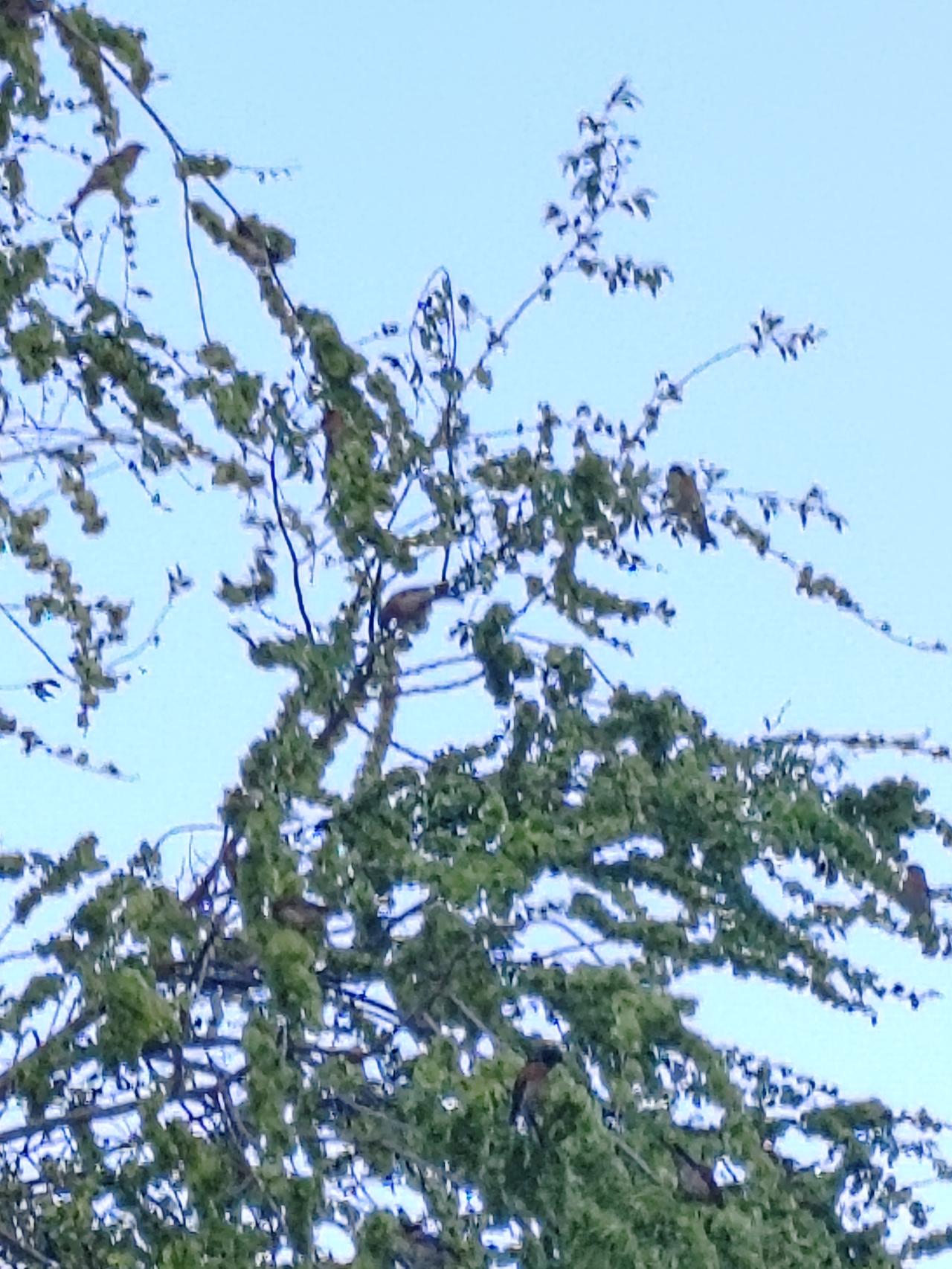 一树榆钱一树鸟，上窜下跳吃个饱。咣当一声传异响，轰隆一片全飞了。        