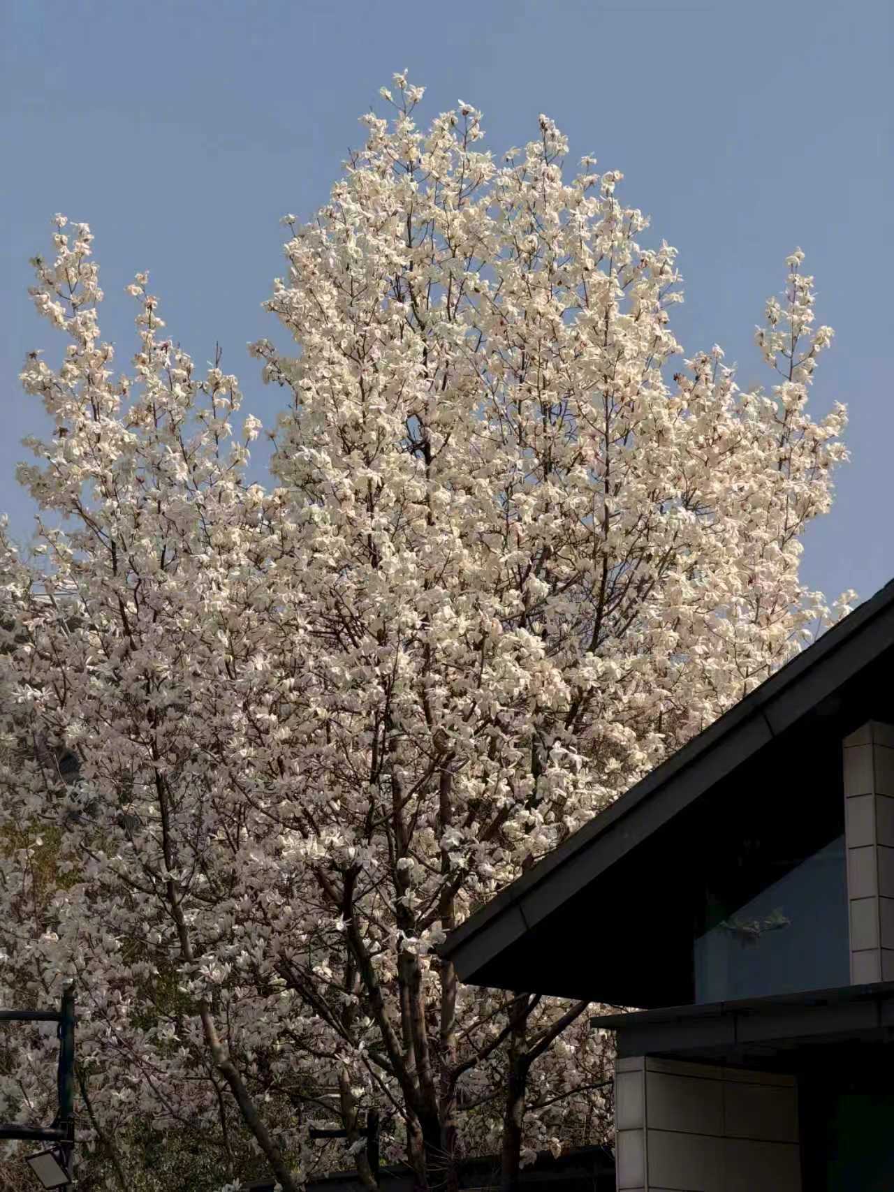人类需要很多很多的晴天和阳光☀️ 