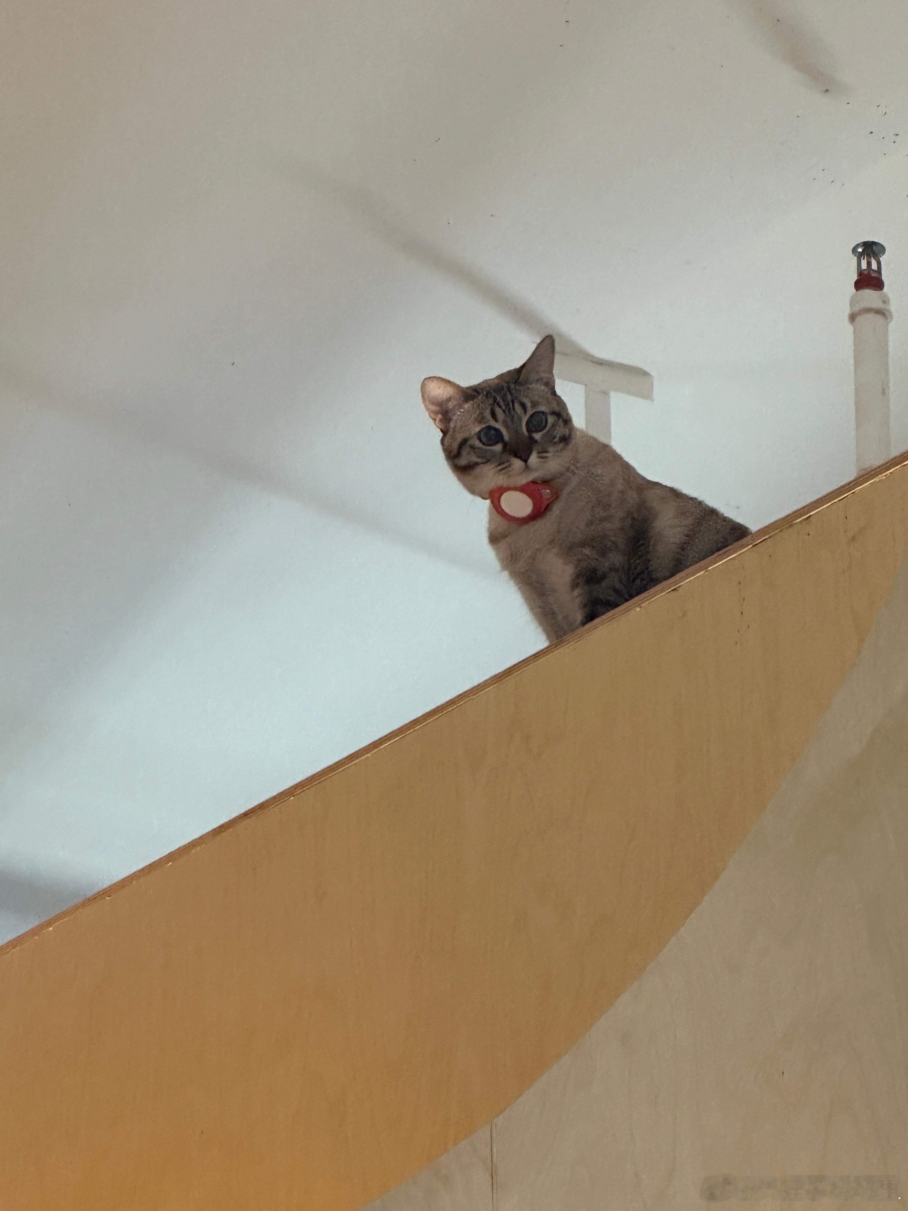 小猫开会也听的这么认真捏 ​​​