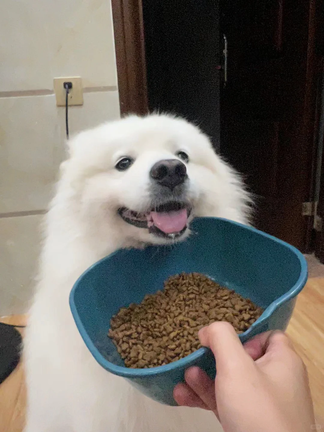 可以不吃狗粮吗