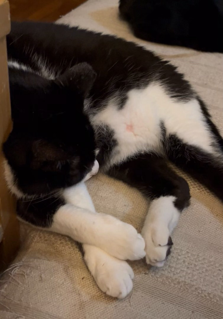除了那里您也看些别的部位吧！daily奶牛猫奶粉投稿