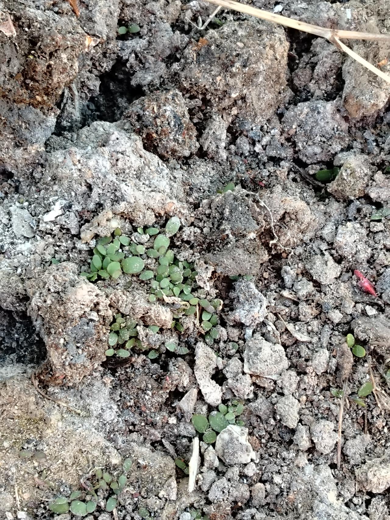 最近这天气真是让人捉摸不透。前几天还下着雪，冷得人直打哆嗦，出门都得裹成个粽子。