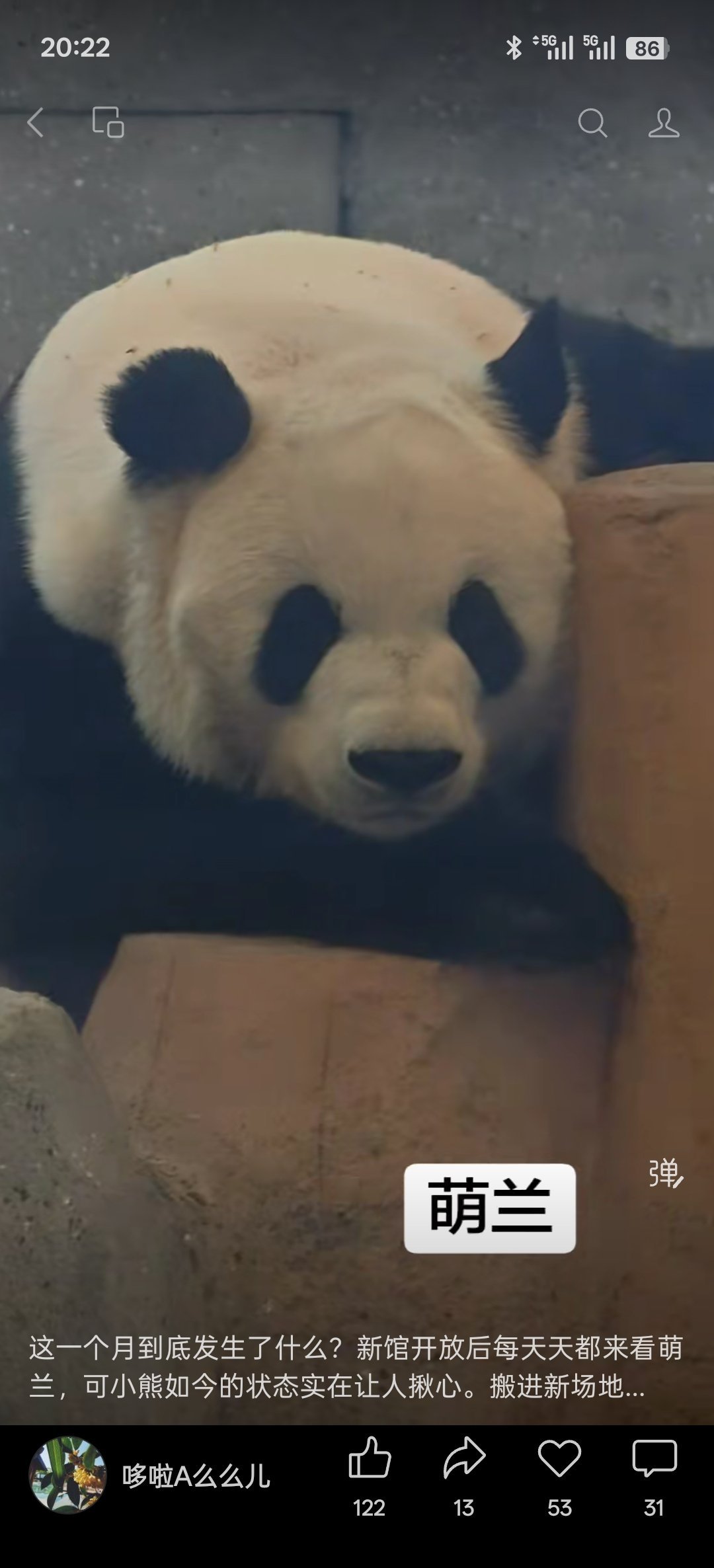 大熊猫萌兰这一个月到底发生了什么？新馆开放后每天都在关注萌兰，可小熊如今的状态实