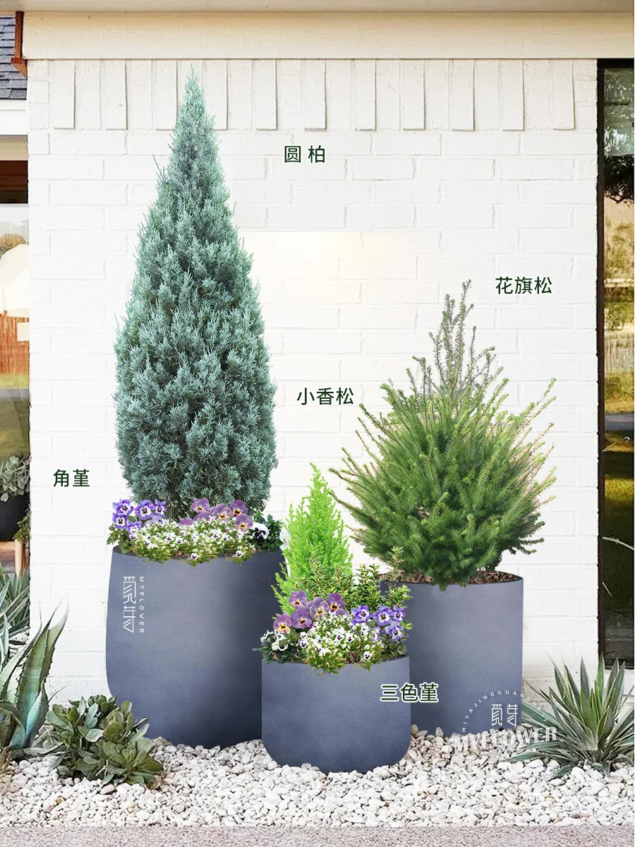 秋冬氛围感觉｜容器花园植物搭配❗赶紧收藏