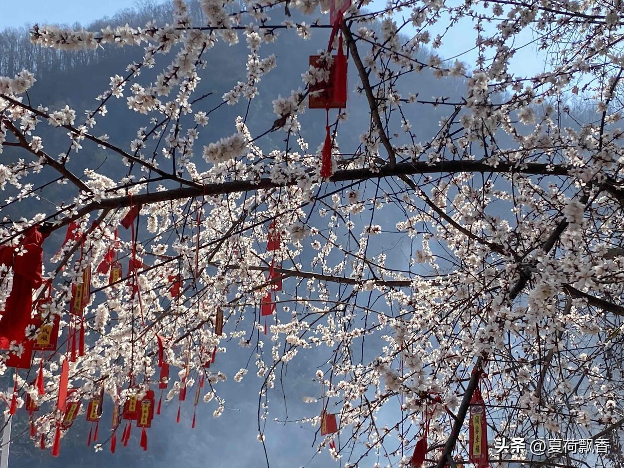 春日花海，红灯笼点缀，阳光洒满枝头