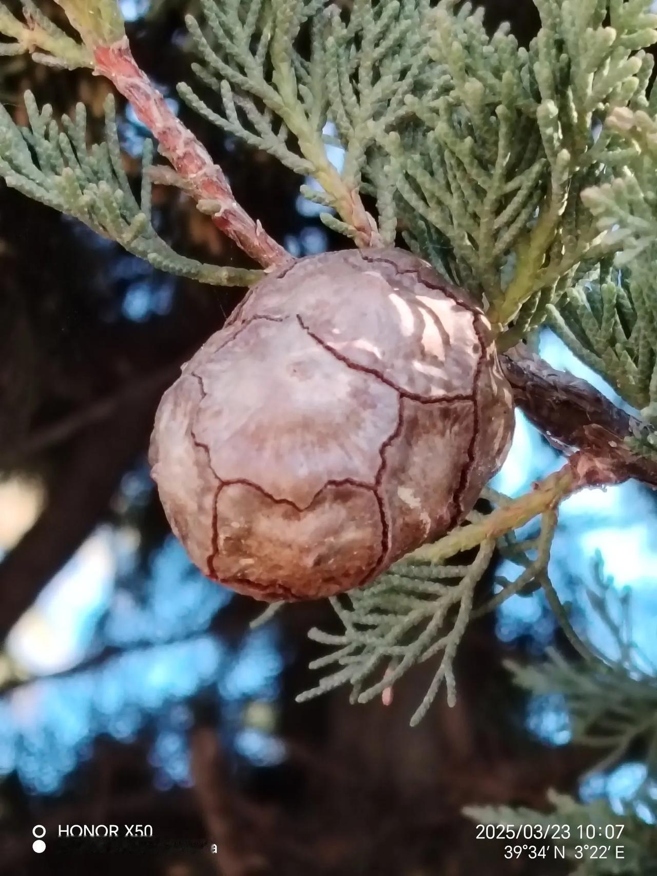 晒晒你随手拍的花这是结的什么果？