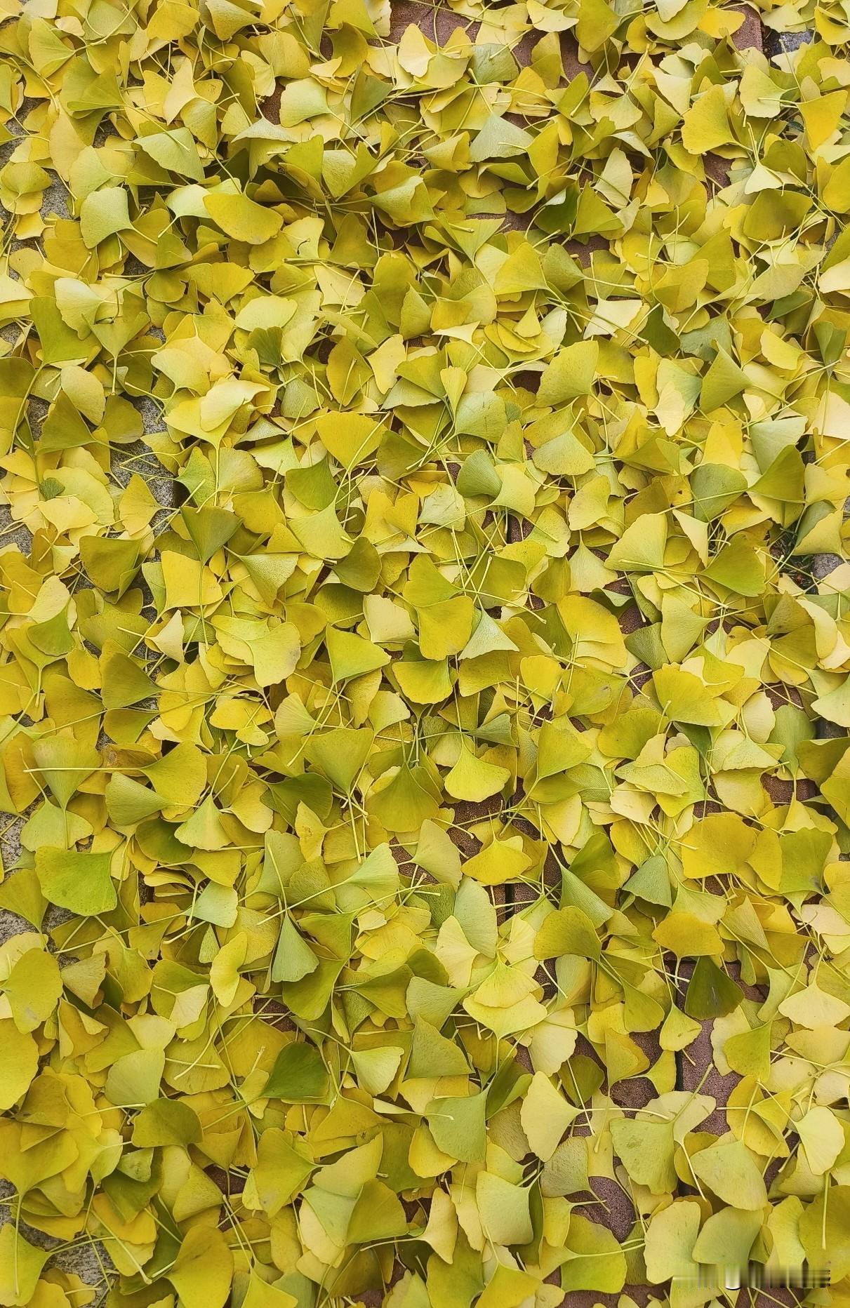 虽然银杏树叶不是红色的，也没有红叶看起来那样的炫目，但是这种金黄色的树叶也是非常