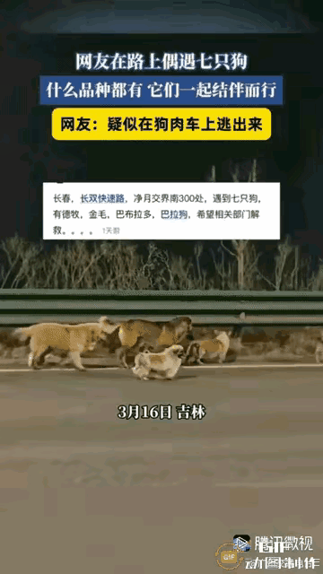 破防了！谁看完长春这7只狗狗的回家路不泪目！它们本是同村邻居家的玩伴，德牧、金毛