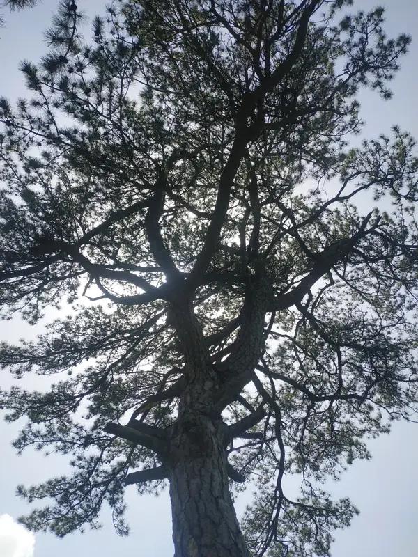 看到“松青柏翠岁月长”这个上联，我脑子一下子就活跃起来，开始琢磨下联啦。上联描绘