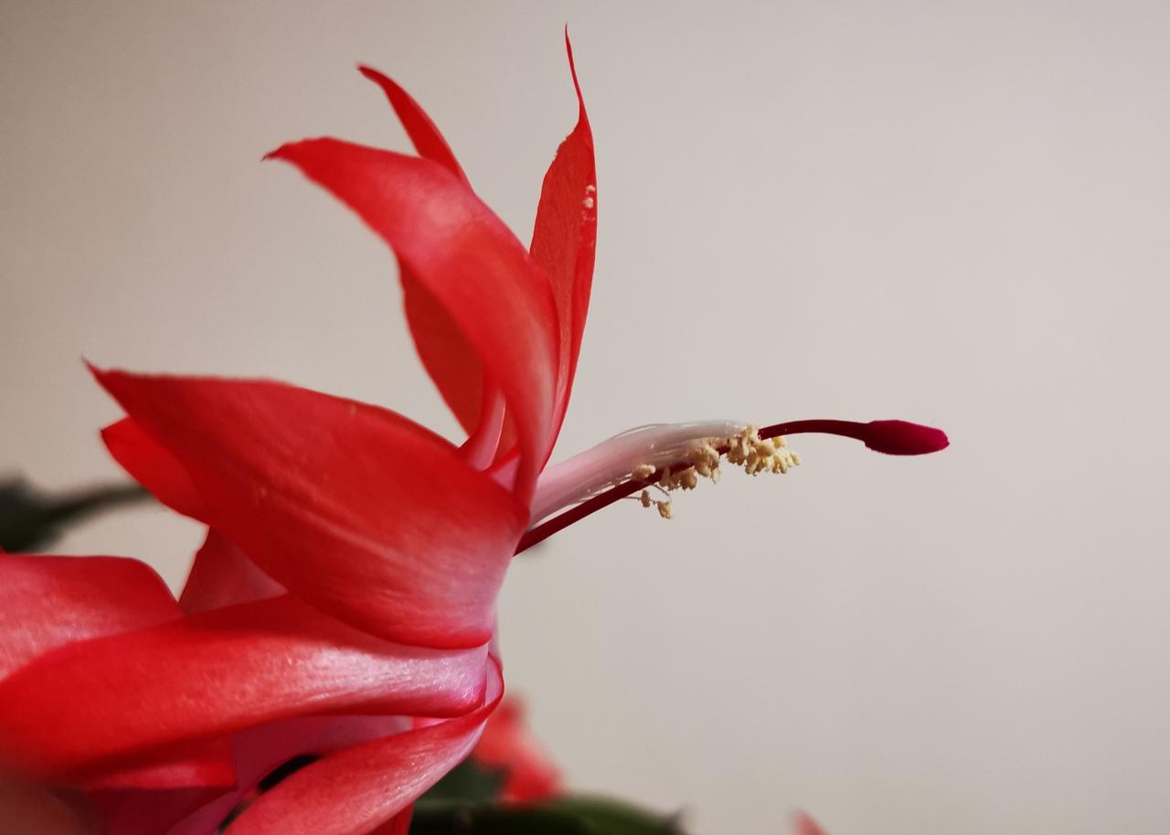 今年的蟹爪兰开花比往年提前了许多，且花期也长。刚给盛开的花儿拍照片，突然有感而发