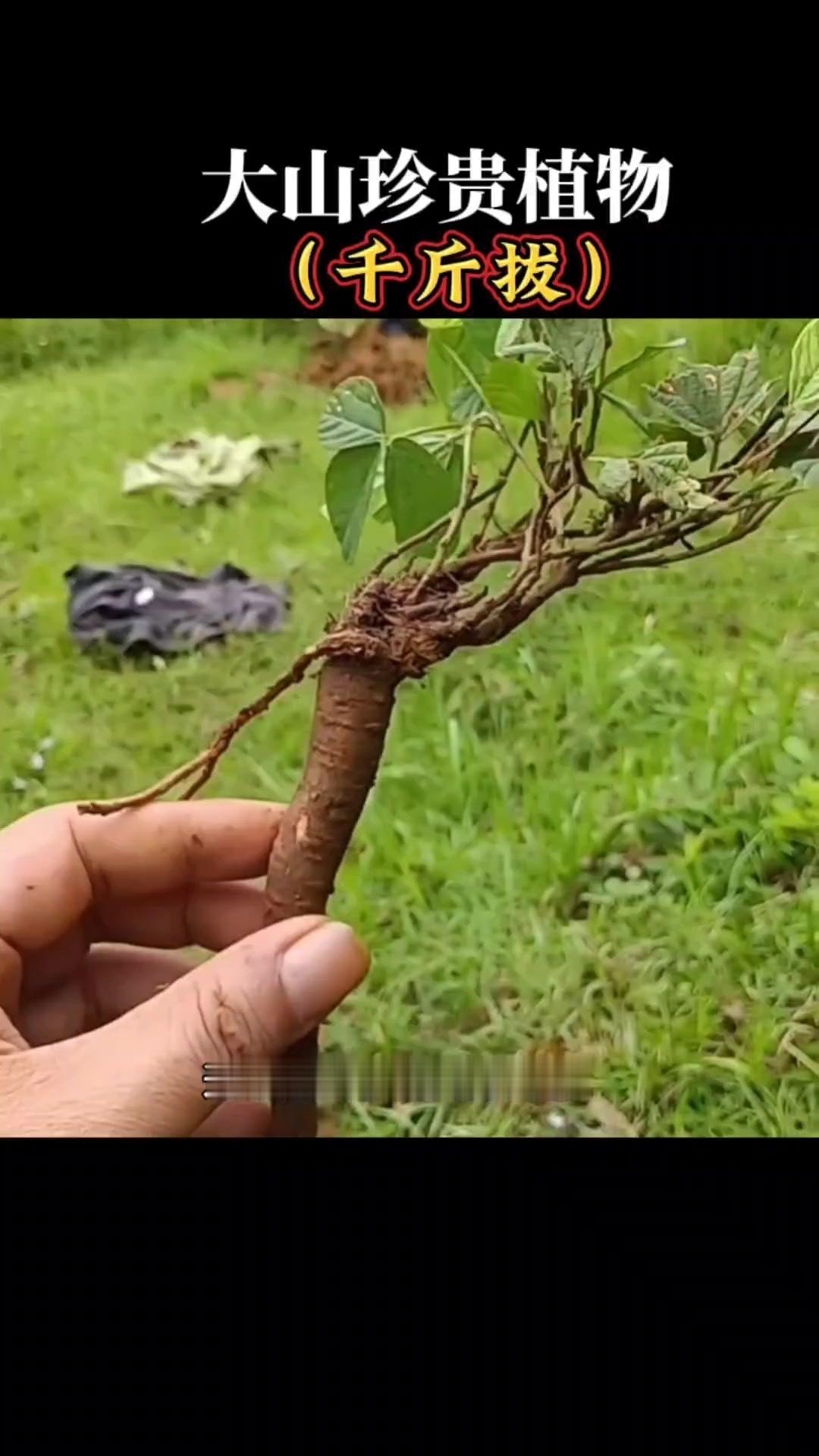 如何辨别千斤拔？🌿认识千斤拔：它可是出了名的好药材，别名还有钻地风、老鼠尾等，