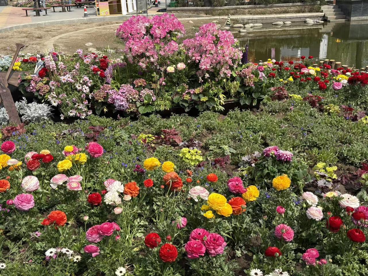 春日生活打卡季漂亮的花配上美好天气，心情愉悦