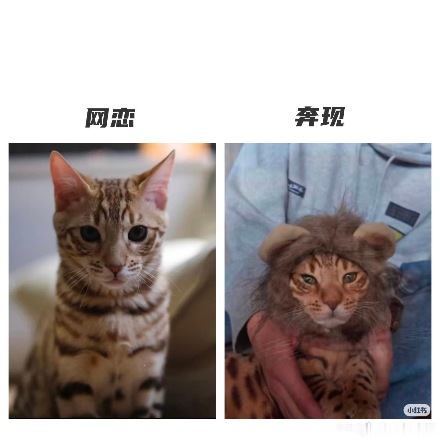 网恋与奔现
