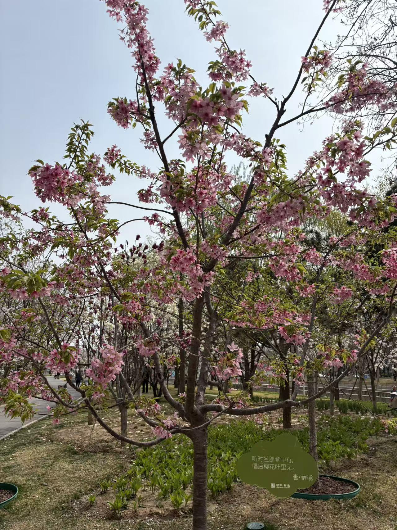 春日生活打卡季处处皆风景，真是美丽无限