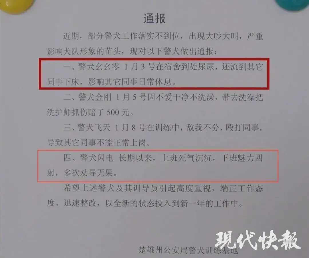 “警犬闪电长期以来，上班死气沉沉，下班魅力四射，多次劝导无果。” 搞笑  幽默 