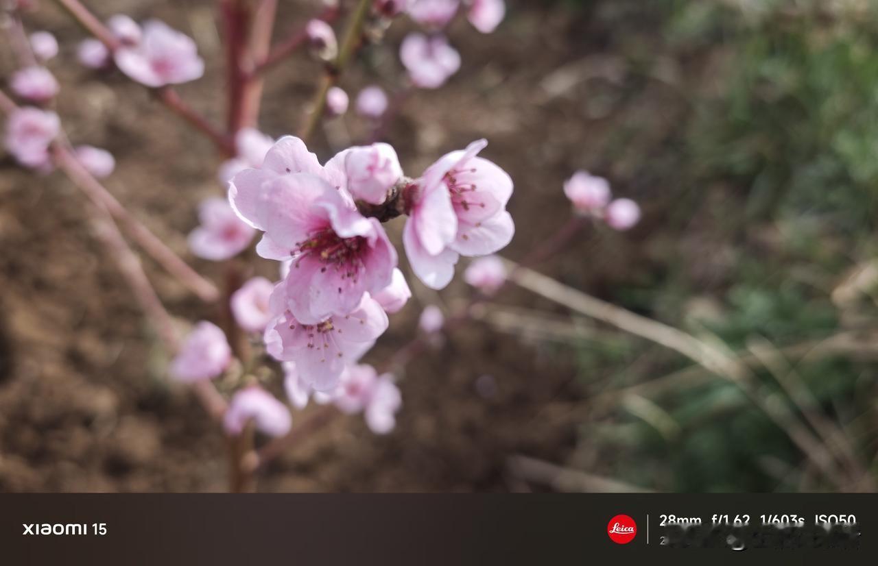 今日赏花，随手拍。桃花
