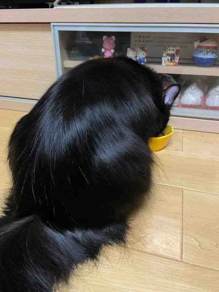 这发量这光泽！！！