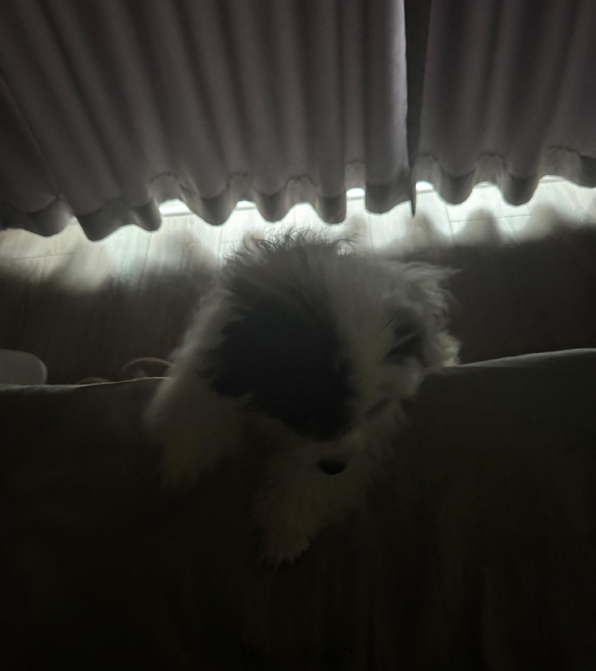 今天叫醒我的不是台风白海豚，而是毛孩子，一早就来扒拉我的床