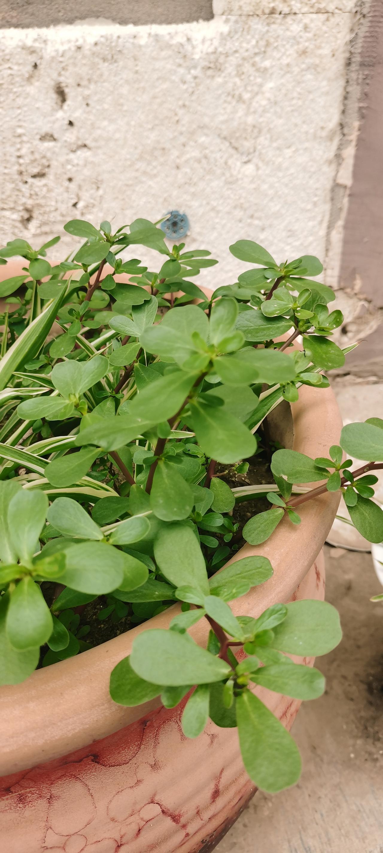 在俺河南老家，把下图这种野菜称作马籽菜。这菜别名众多，还常被叫做‌马子菜‌、‌瓜