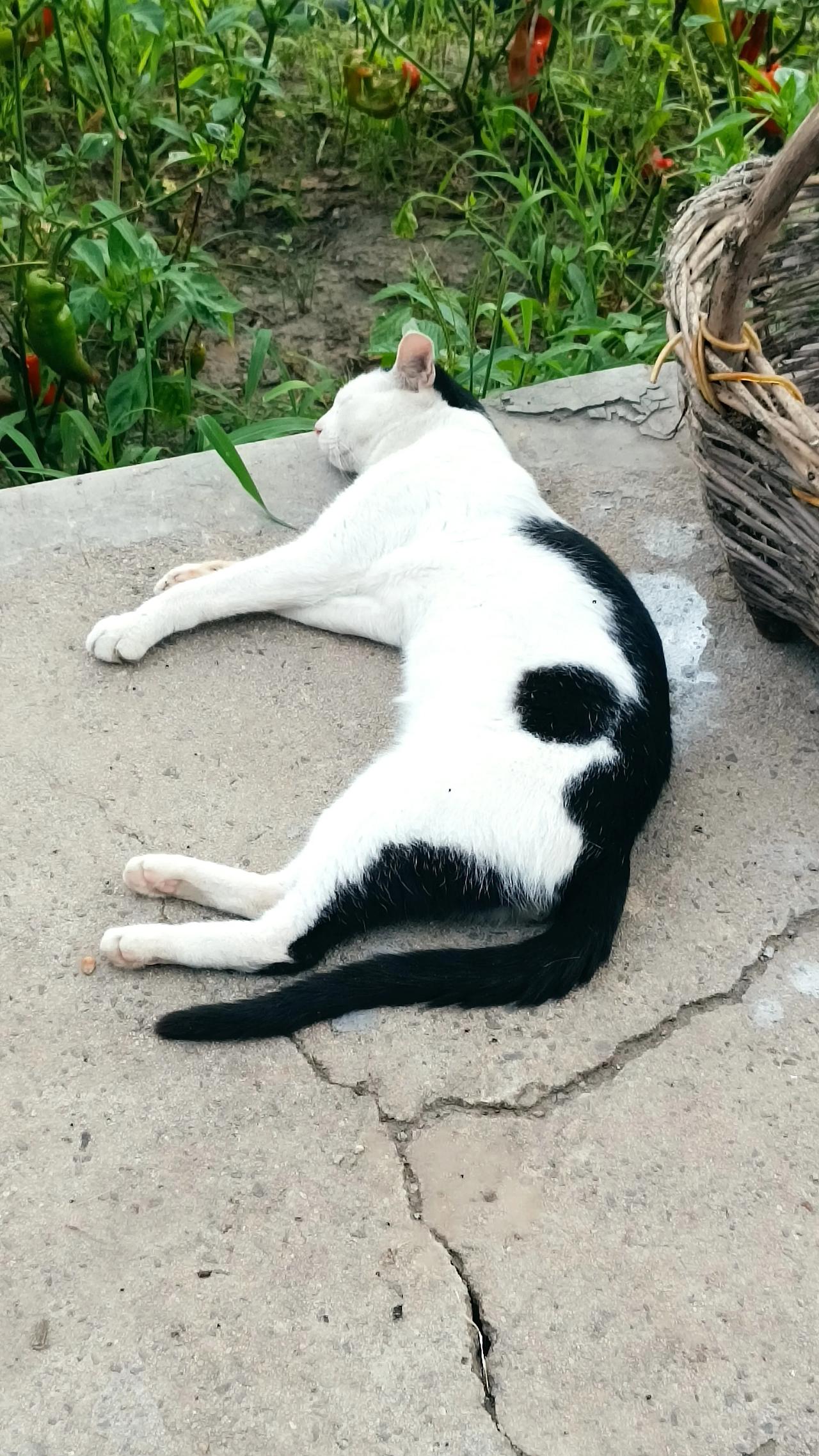 各干各的！抓拍哥家的四只猫同一时间的小日子:花猫在酣睡，黄猫在干饭，白猫在洗脸，