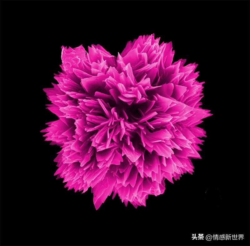 给大家分享一张我拍的绚烂绽放的花。那是一朵粉色的牡丹，花瓣层层叠叠，粉得恰到好处