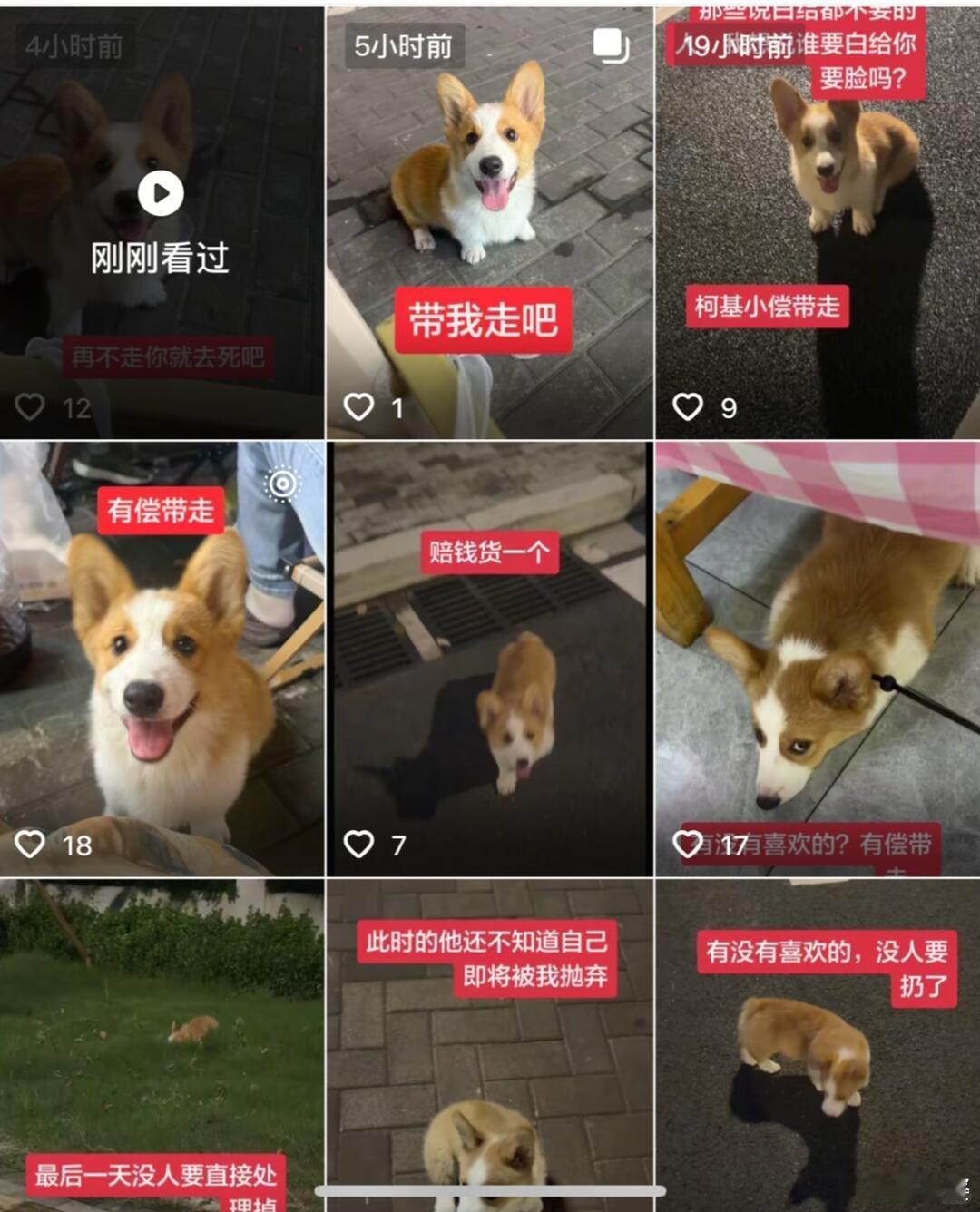 -“还不如直接狗肉店里处理掉”？？ 怎么会有这种人，小狗还傻乎乎的笑得那么开心…