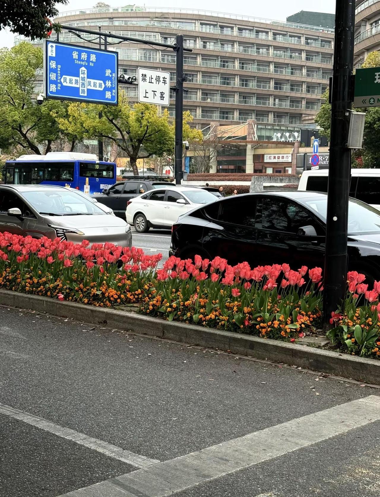 交的税开花了～ 杭州市政：万一他们想在绿化带结婚呢？郁金香 杭州绿化带 西湖