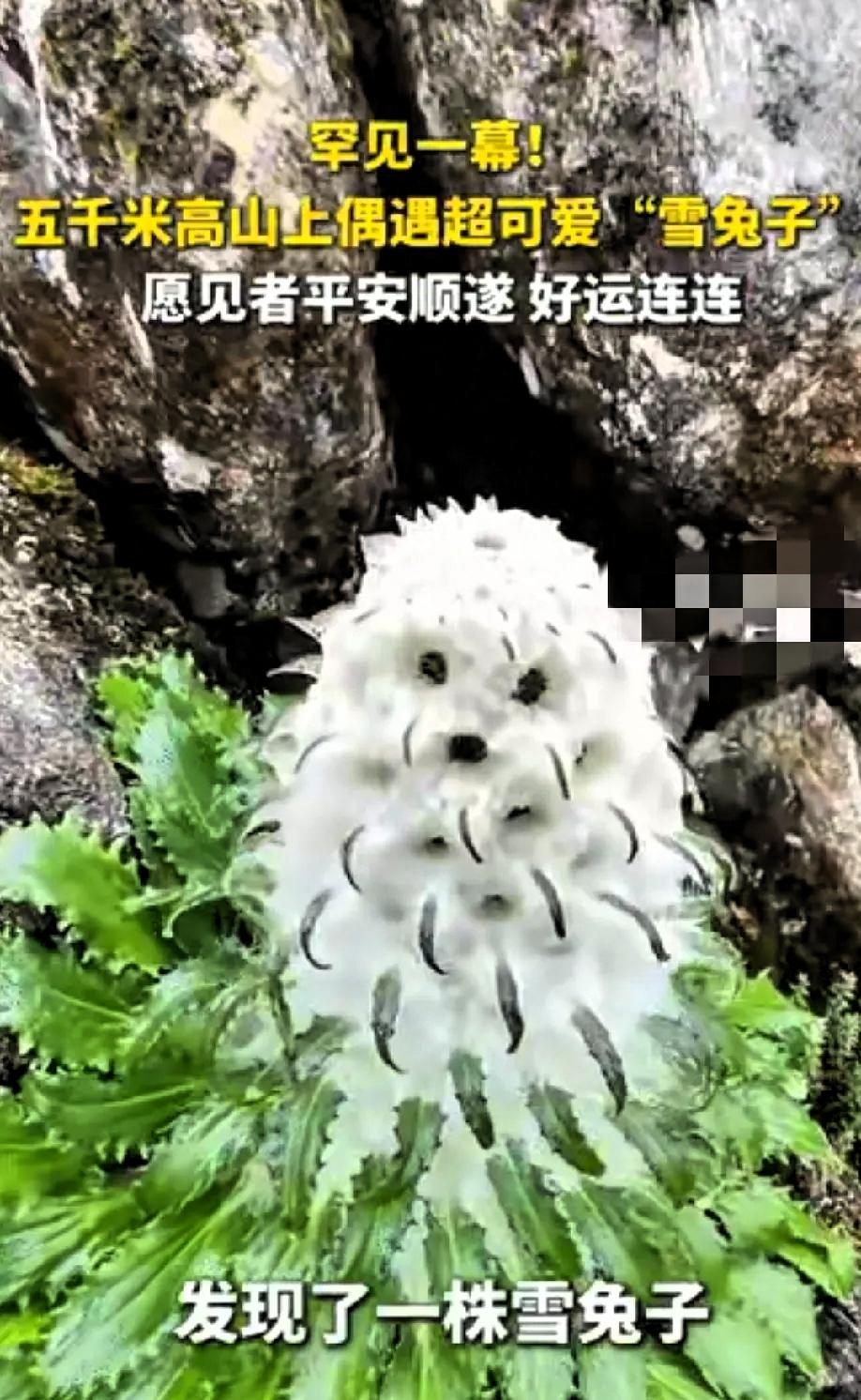 “火到央视了！”西藏喜马拉雅山，一男子爬到海拔5000米的地方，看到了一株罕见的