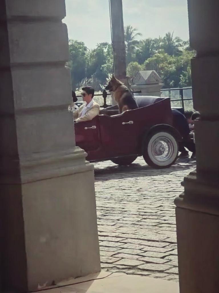 看到了董竹君的后脑勺和她的大狗狗😎太酷了！威风凛凛