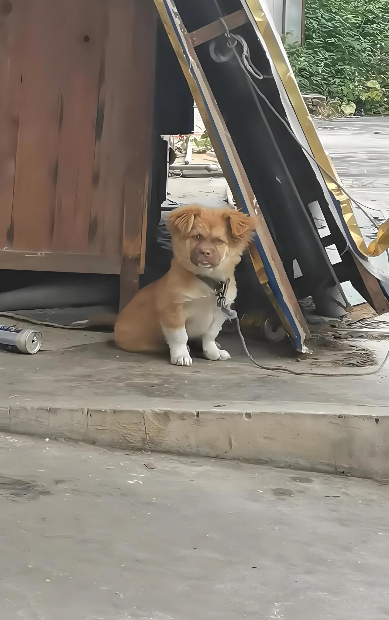 路上发现一只狗狗，长得好像一位明星！