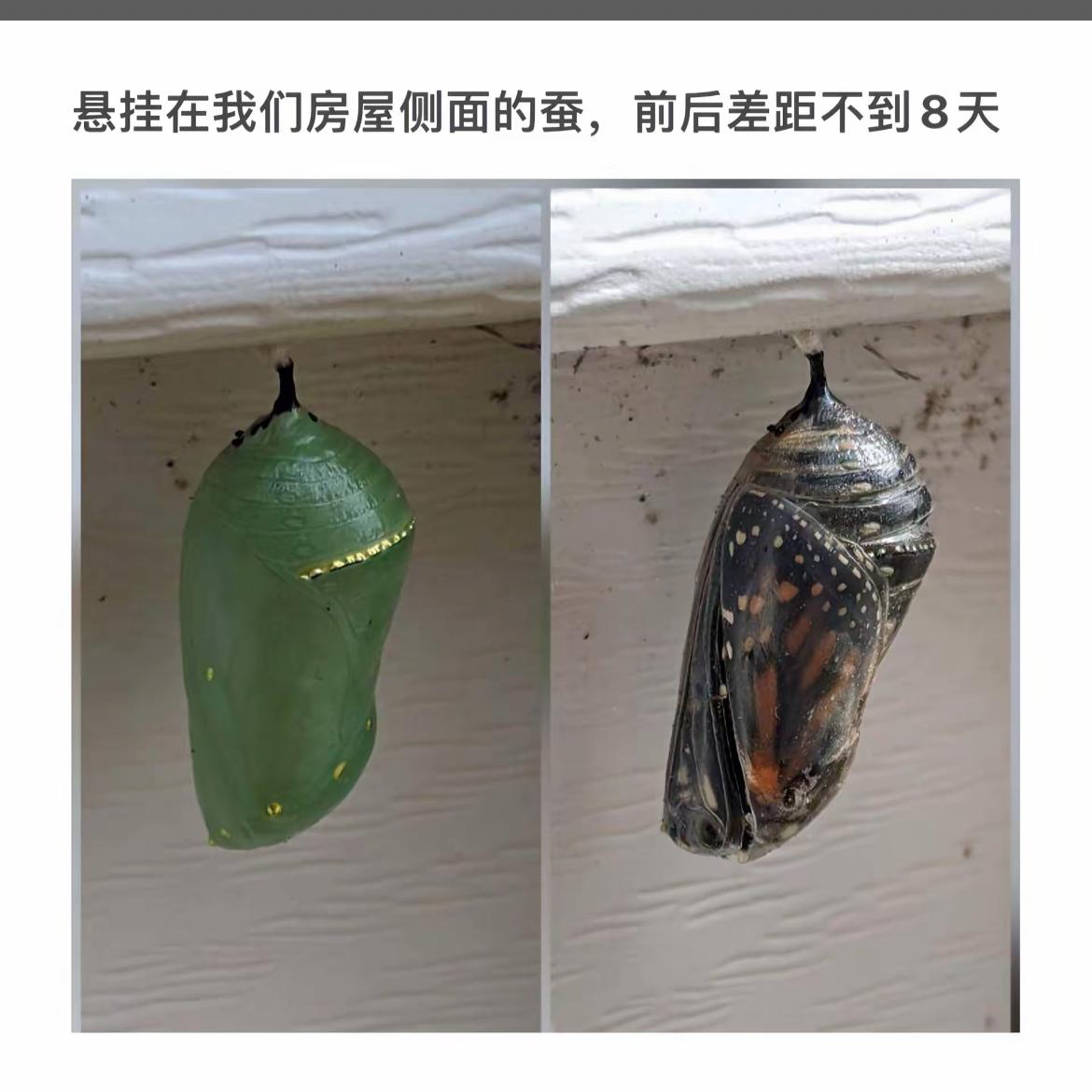 “见证生命奇迹，从蛹到蝶的蜕变！”🦋🌱