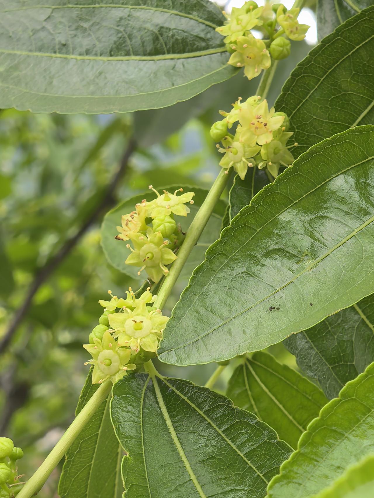 林间夏花
 
文／游明刚
偶遇林间不识身，
叶宽蕾小隐林深。
不知入夏风携劲，
