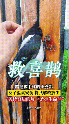 刷到这段视频心里暖暖的。一只喜鹊被木栅栏的挂钩死死卡住，动弹不得，看着就让人心急