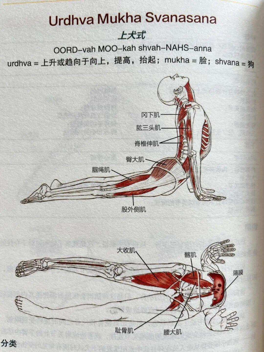 15个瑜伽基础体式解剖图，告诉你练哪瘦哪 ​​​
