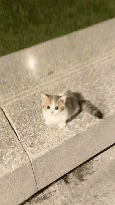 偷猫成功[黑线]