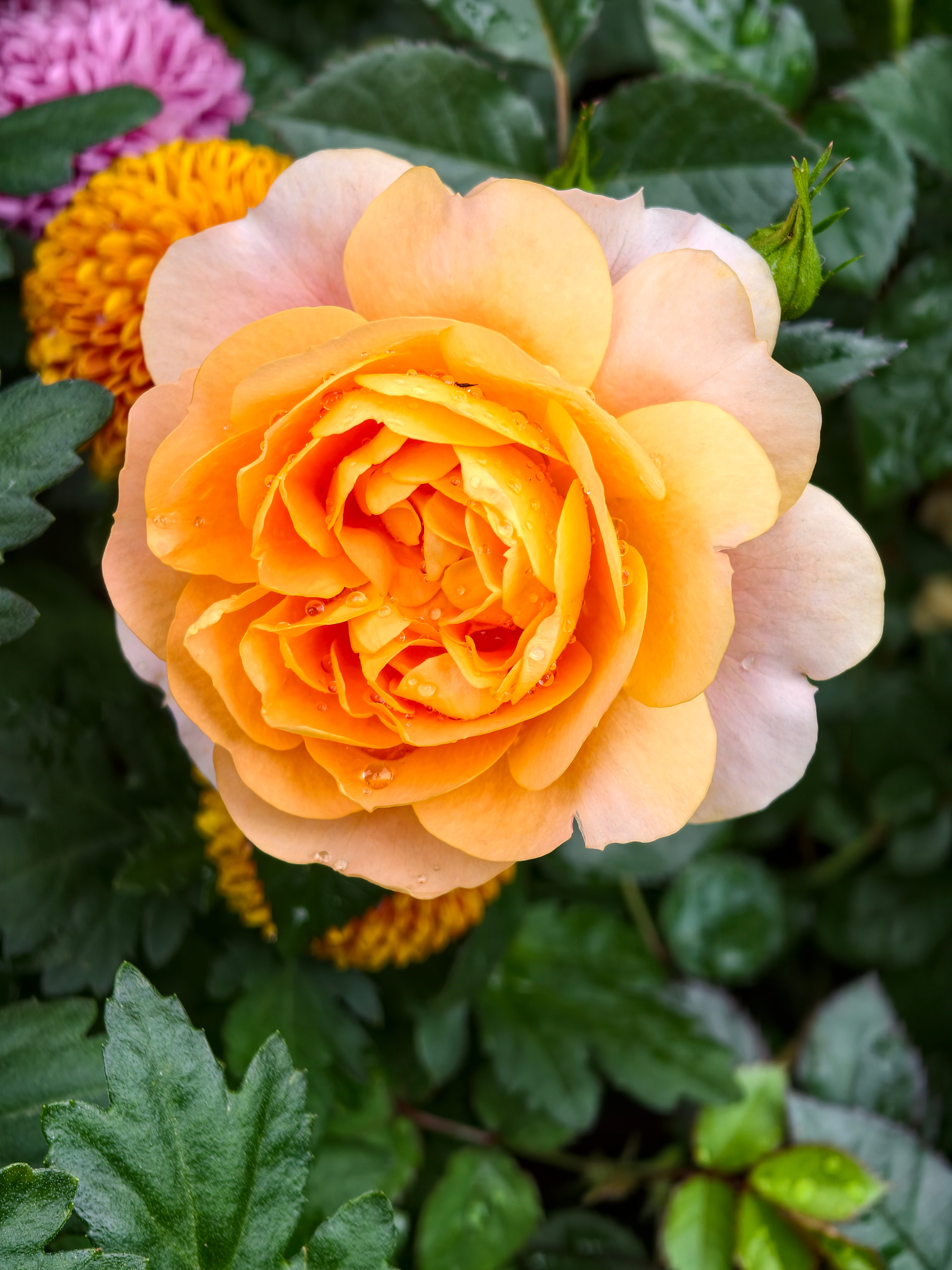 庆祝老婆毕业，第一次来东湖公园徒（散）步，菊花展准备开了，这公园工作日挺休闲的，